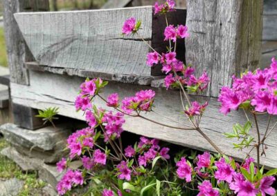 Garden Black Forest Lodge
