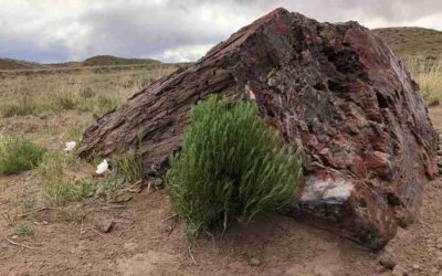 Holbrook Petrified Forest KOA