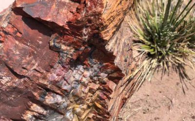 Petrified/Painted/Meteor