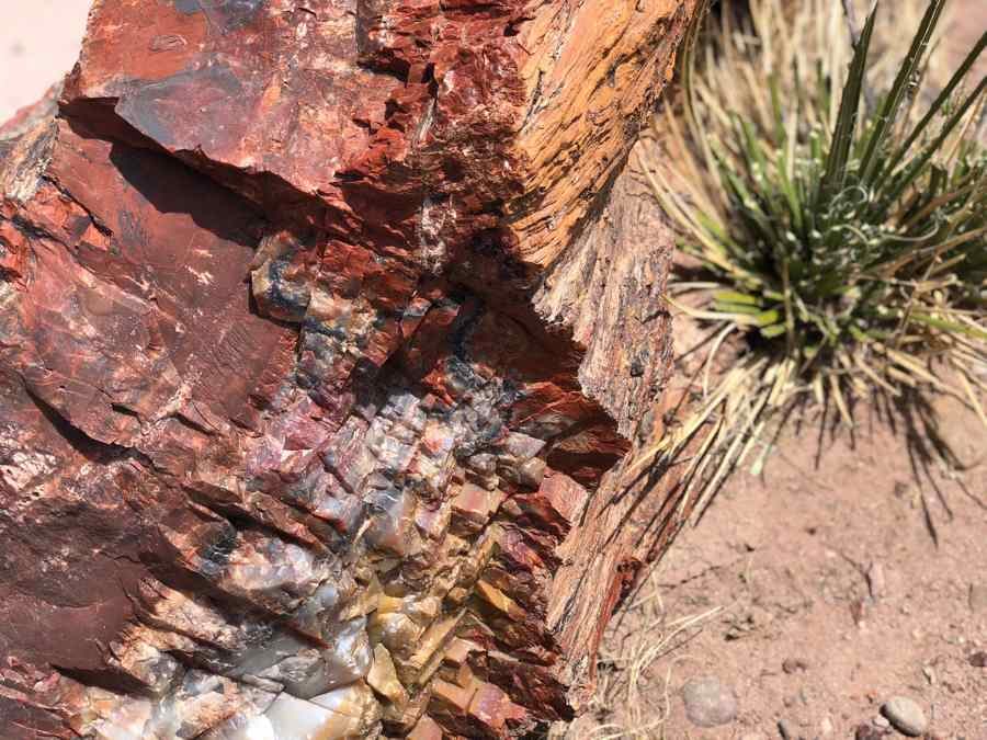 Petrified/Painted/Meteor