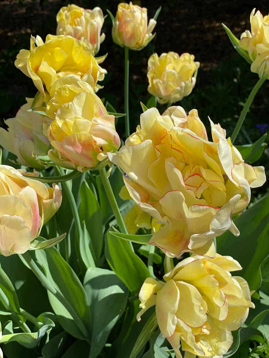 Yellow Tulips