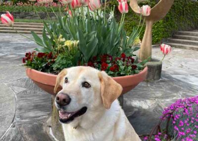 Zoey and The Spring Flowers